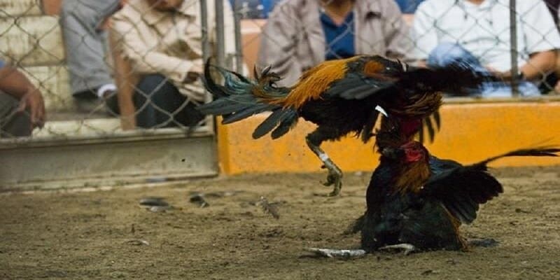 Hướng dẫn cá cược