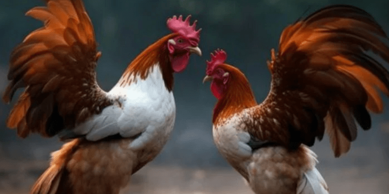 Cá cược online trận đá gà 24 tỷ 