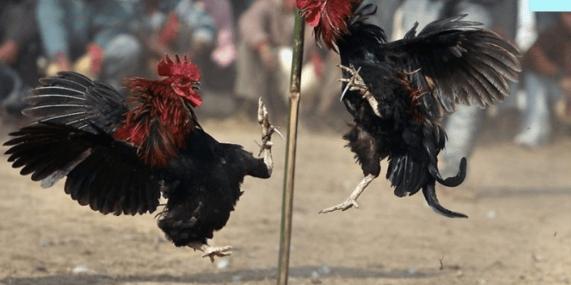 Siêu hot Trận đá gà 24 tỷ chi tiết.