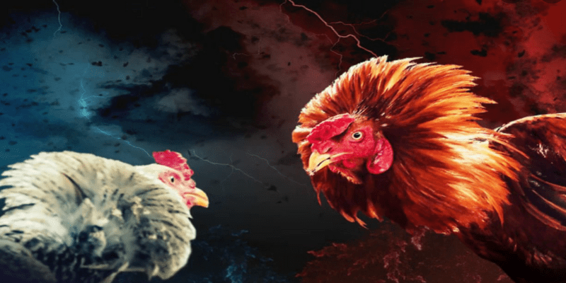 Đấu trường máu lửa tại đá gà 24 tỷ.