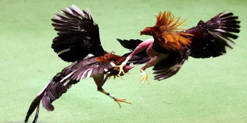 Đánh giá về daga88