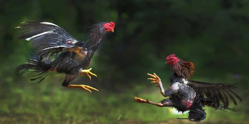 Kinh nghiệm chơi Đá gà Xo88 thắng lớn