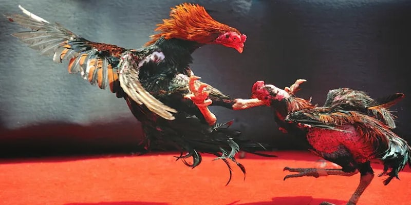 Tâm lý quyết định chiến thắng.