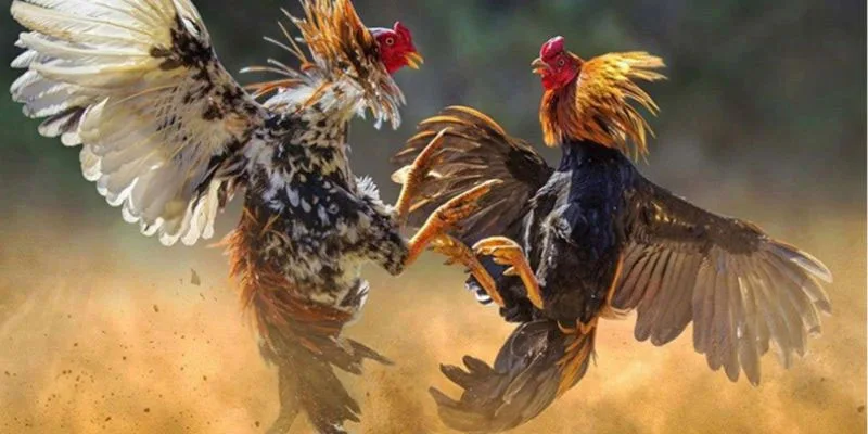 Tham gia Đá gà Xo88 với các kèo cược hấp dẫn